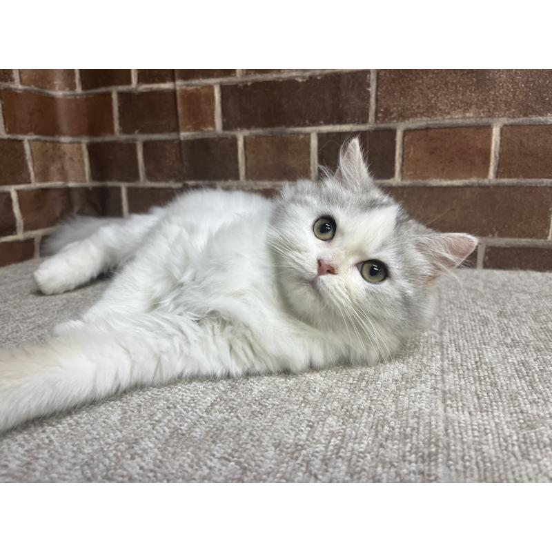 販売中の東京都のミヌエット-131804の5枚目