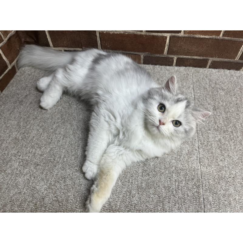 販売中の東京都のミヌエット-131804の4枚目