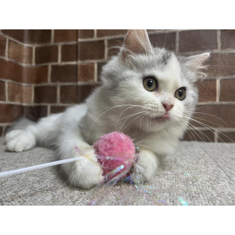 販売中の東京都のミヌエット-131804の3枚目