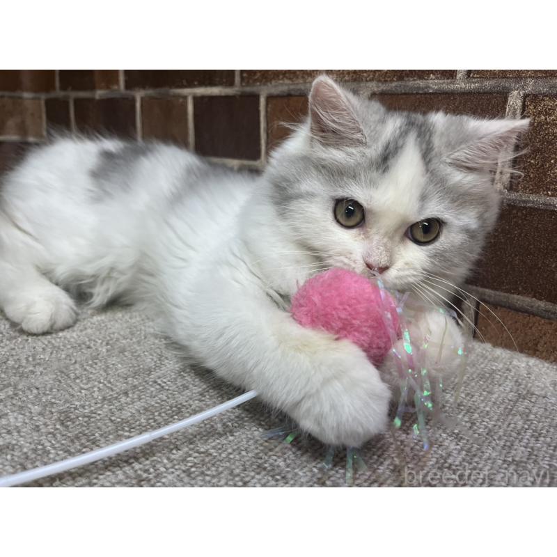 販売中の東京都のミヌエット-131804の2枚目