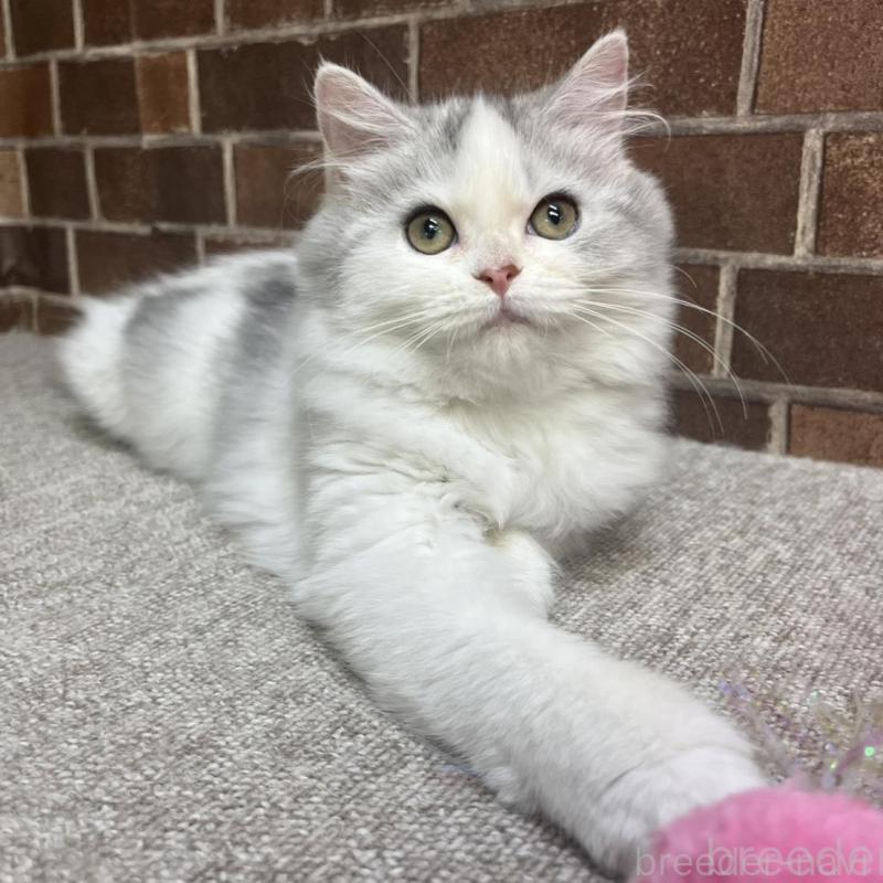 販売中の東京都のミヌエット-131804