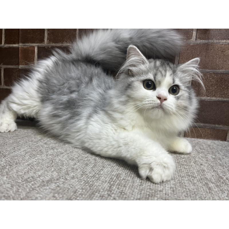 販売中の東京都のミヌエット-131805の9枚目