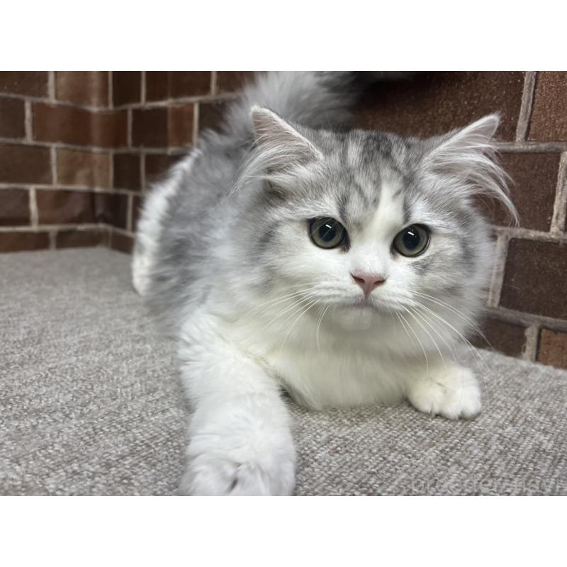 販売中の東京都のミヌエット-131805の8枚目