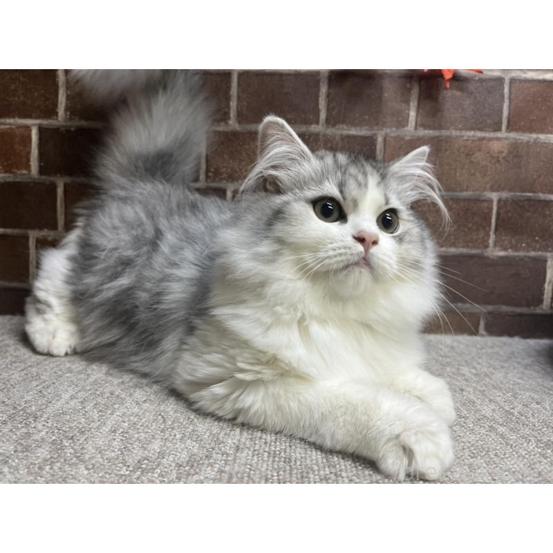 販売中の東京都のミヌエット-131805の7枚目