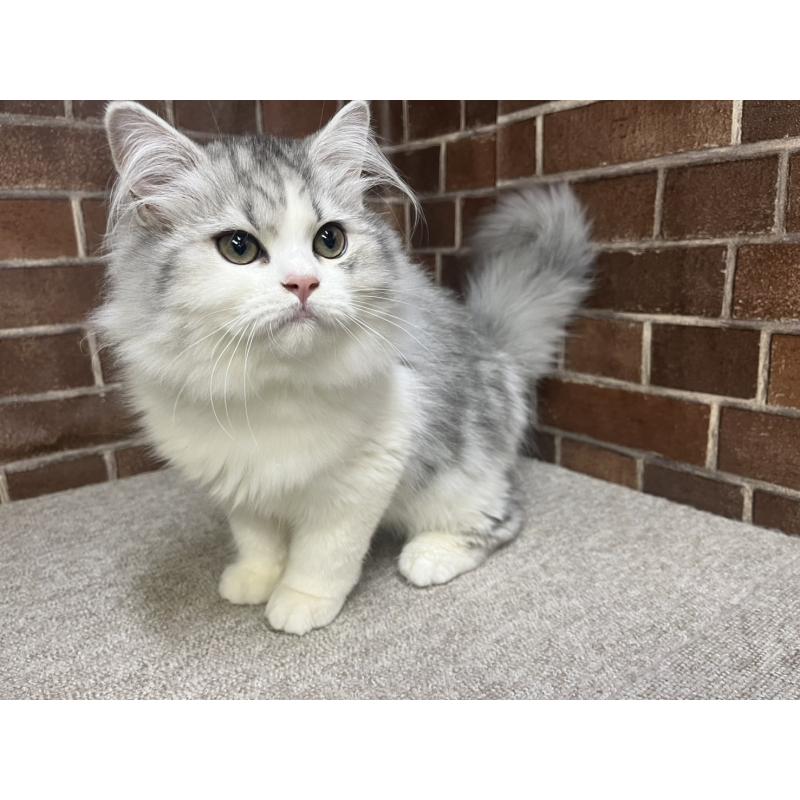 販売中の東京都のミヌエット-131805の6枚目