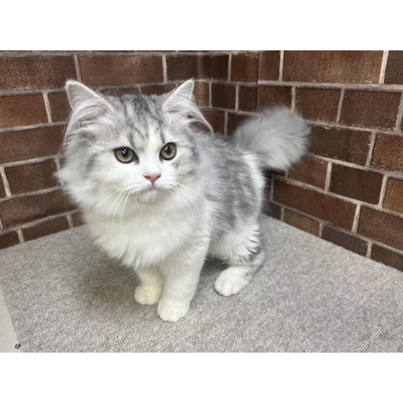 販売中の東京都のミヌエット-131805の5枚目