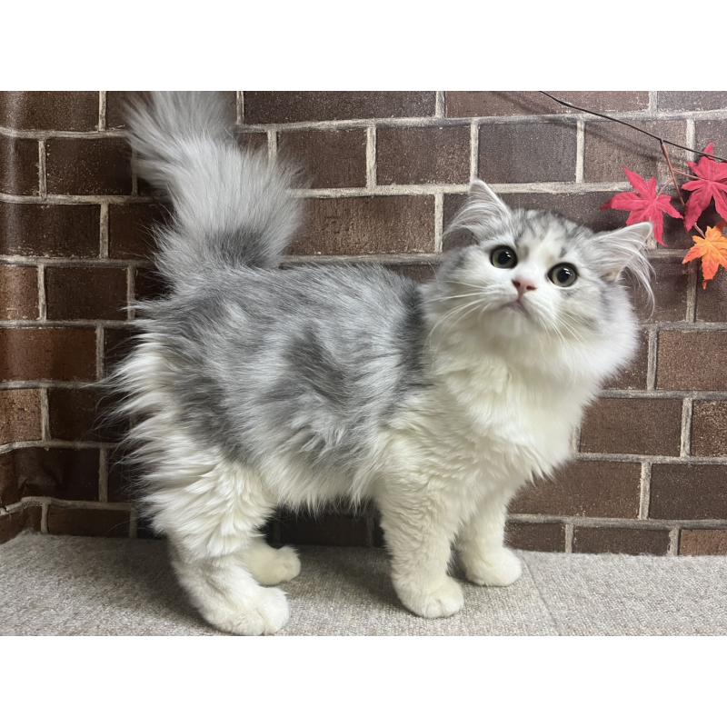 販売中の東京都のミヌエット-131805の4枚目