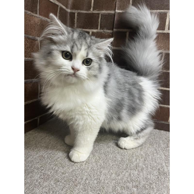 販売中の東京都のミヌエット-131805の3枚目