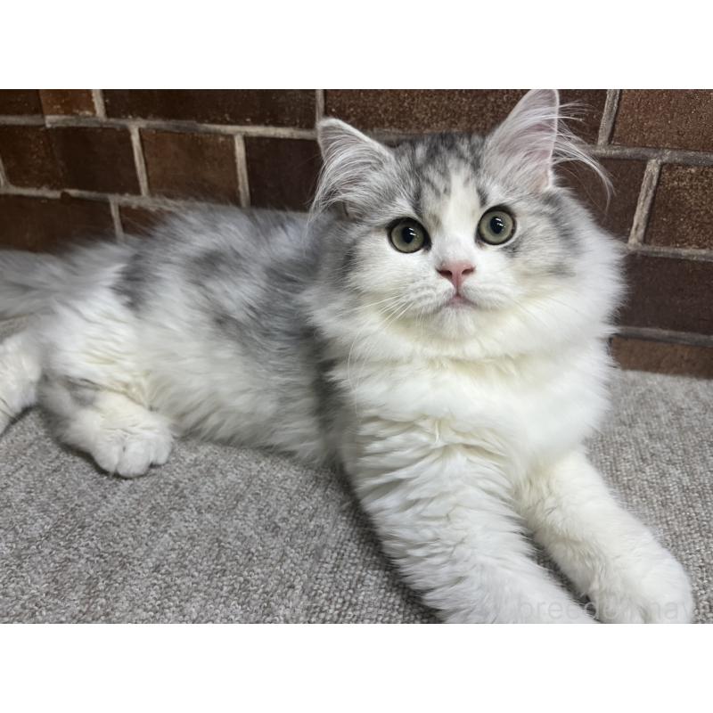 販売中の東京都のミヌエット-131805の2枚目