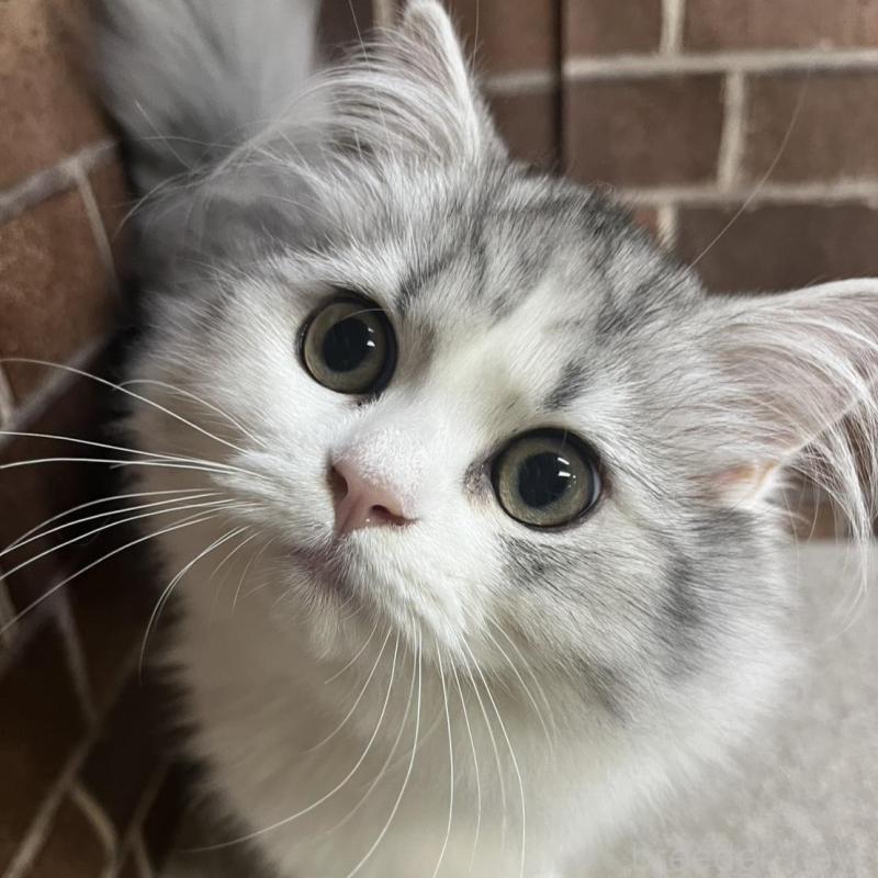 販売中の東京都のミヌエット-131805