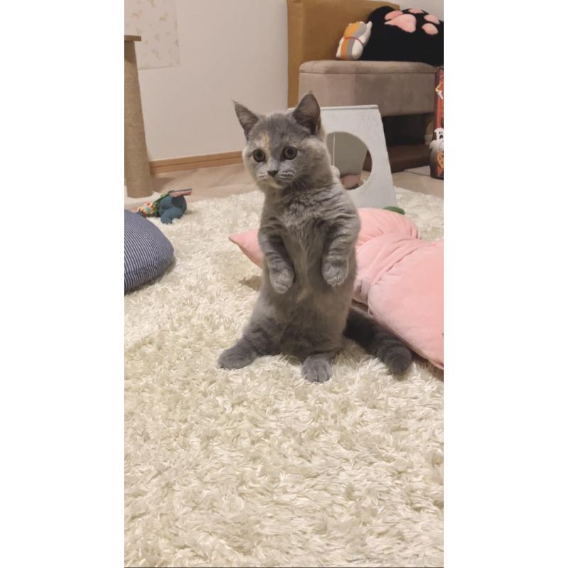 成約済の東京都のマンチカン(短足)-129602の2枚目