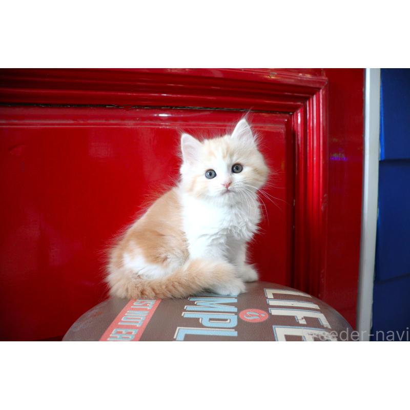 販売中の大阪府のマンチカン-130837