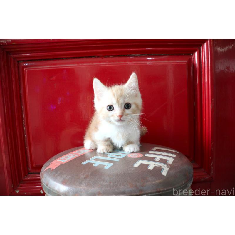 販売中の大阪府のマンチカン(短足)-130838