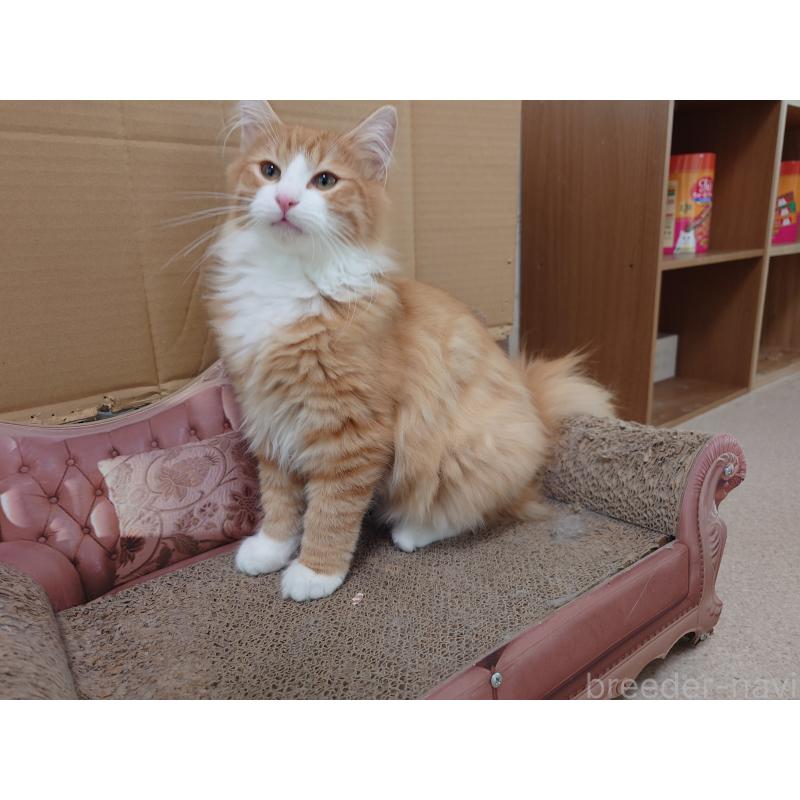 販売中の埼玉県のノルウェージャンフォレストキャット-122996の3枚目