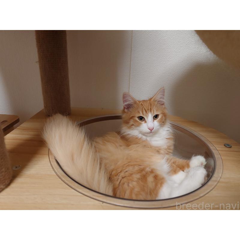 販売中の埼玉県のノルウェージャンフォレストキャット-122996の2枚目