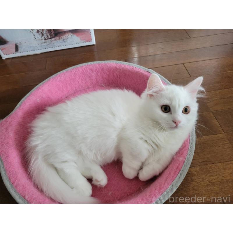 成約済の福島県のマンチカン(短足)-129708の3枚目