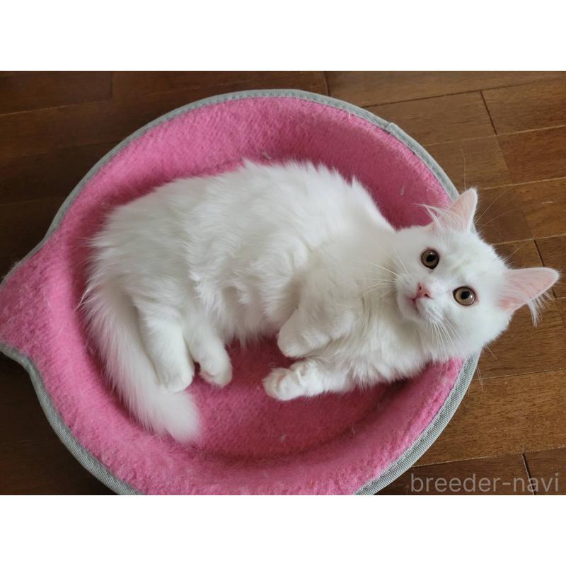 成約済の福島県のマンチカン(短足)-129708の2枚目