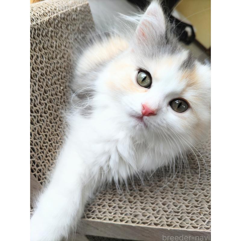 大福ちゃん1枚目