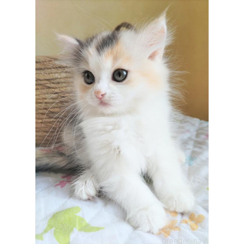 大福ちゃん1枚目