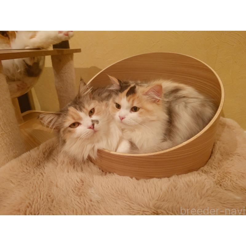 大福ちゃん1枚目