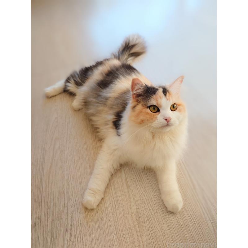 大福ちゃん1枚目