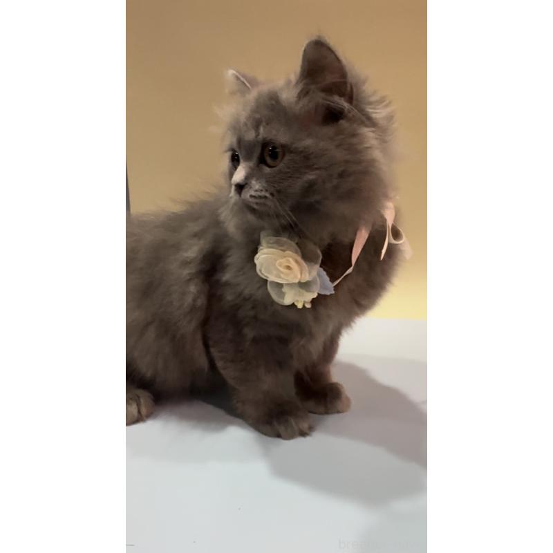 販売中の埼玉県のブリティッシュロングヘア-131914の4枚目