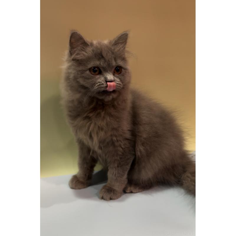 販売中の埼玉県のブリティッシュロングヘア-131914の3枚目