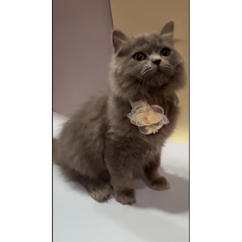 販売中の埼玉県のブリティッシュロングヘア-131914の2枚目