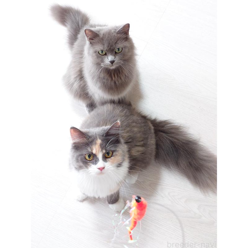 つばめちゃん1枚目