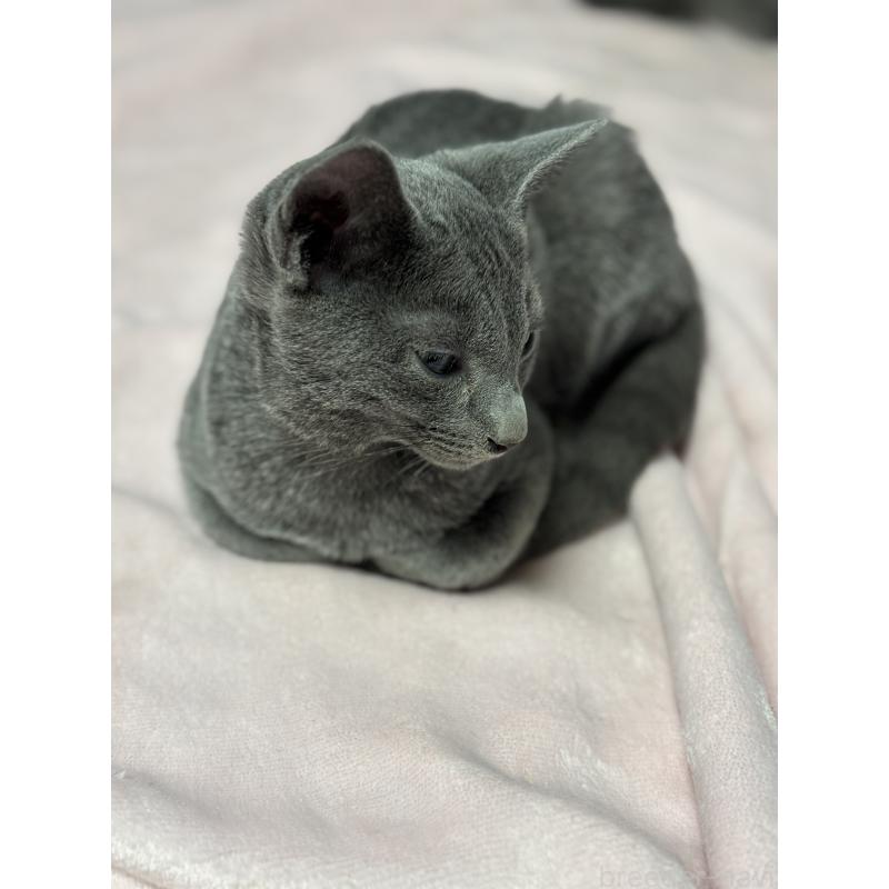 販売中の岡山県のロシアンブルー-130019