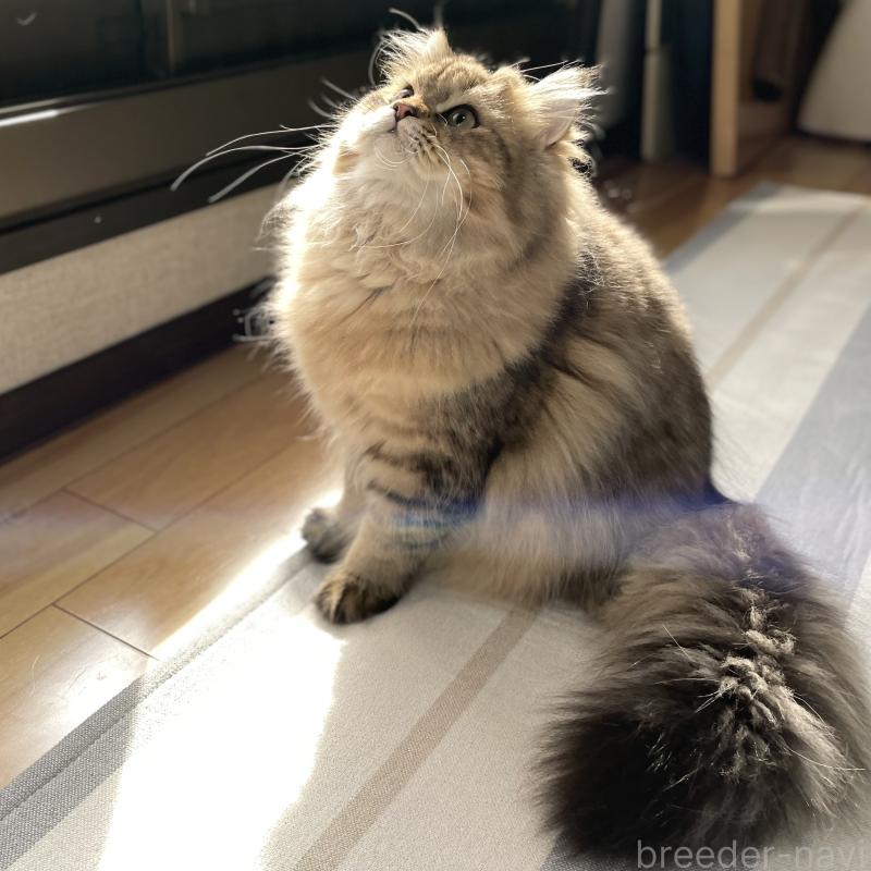 販売中の愛知県のミヌエット-117957の15枚目