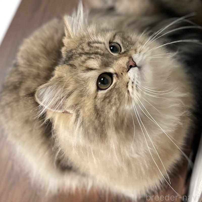 販売中の愛知県のミヌエット-117957