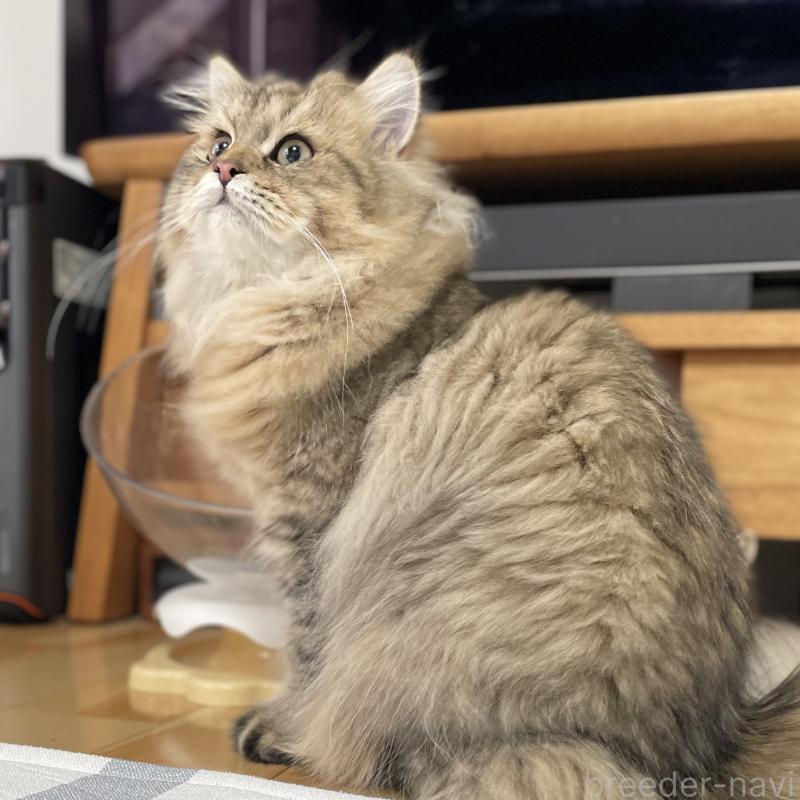 販売中の愛知県のミヌエット-117957の11枚目