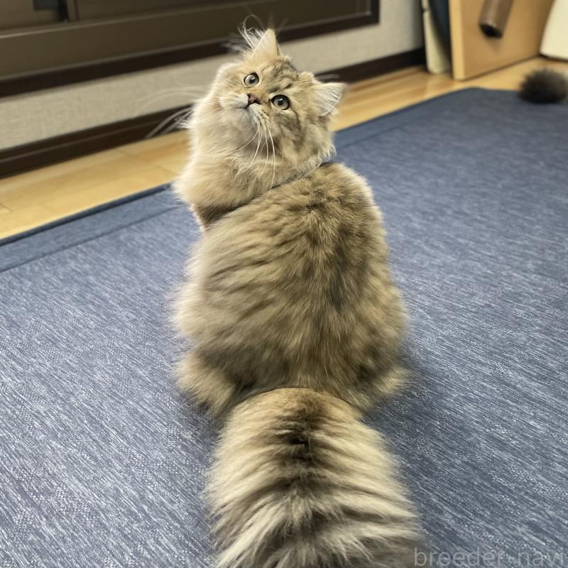 販売中の愛知県のミヌエット-117957の9枚目