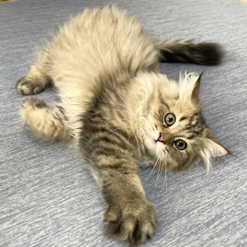 販売中の愛知県のミヌエット-117957の6枚目