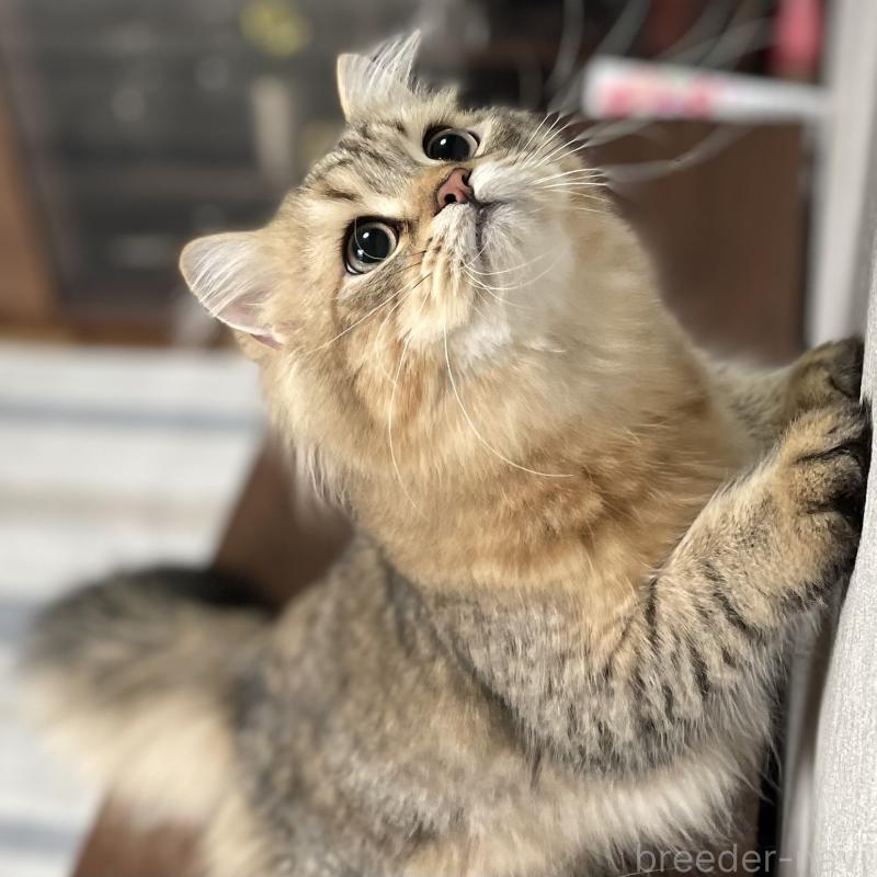 販売中の愛知県のミヌエット-117954