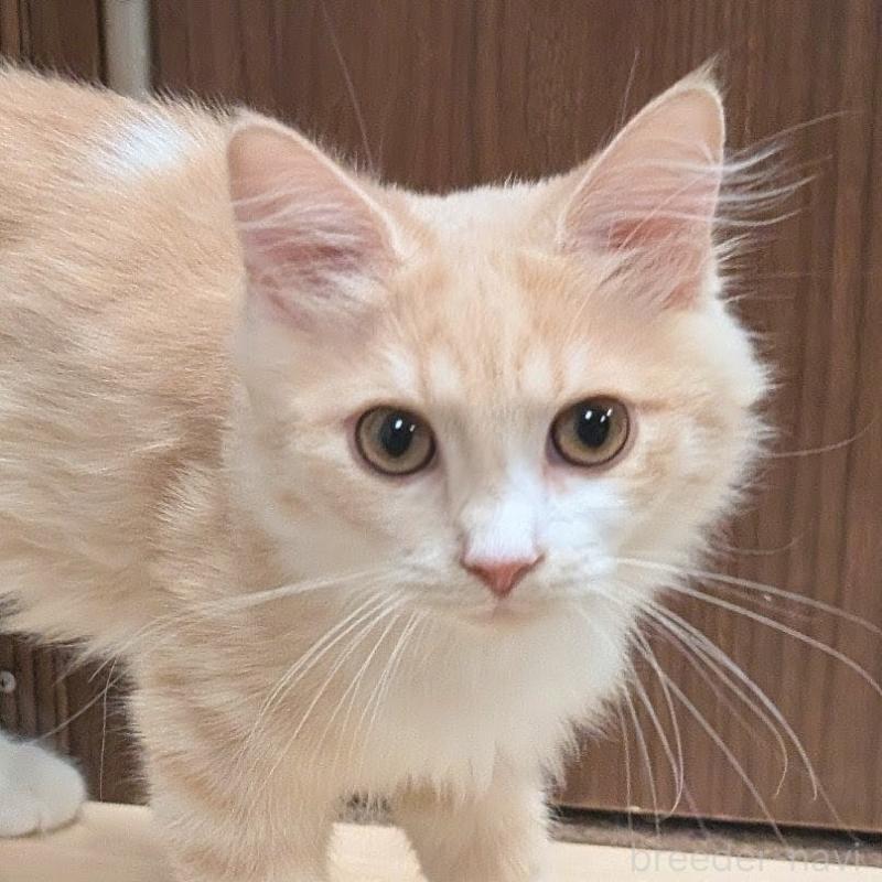 販売中の栃木県のマンチカン-131807