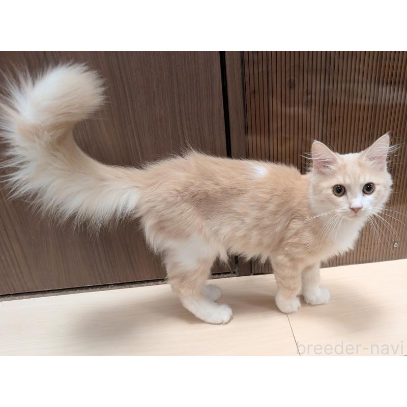 販売中の栃木県のマンチカン-131807の4枚目