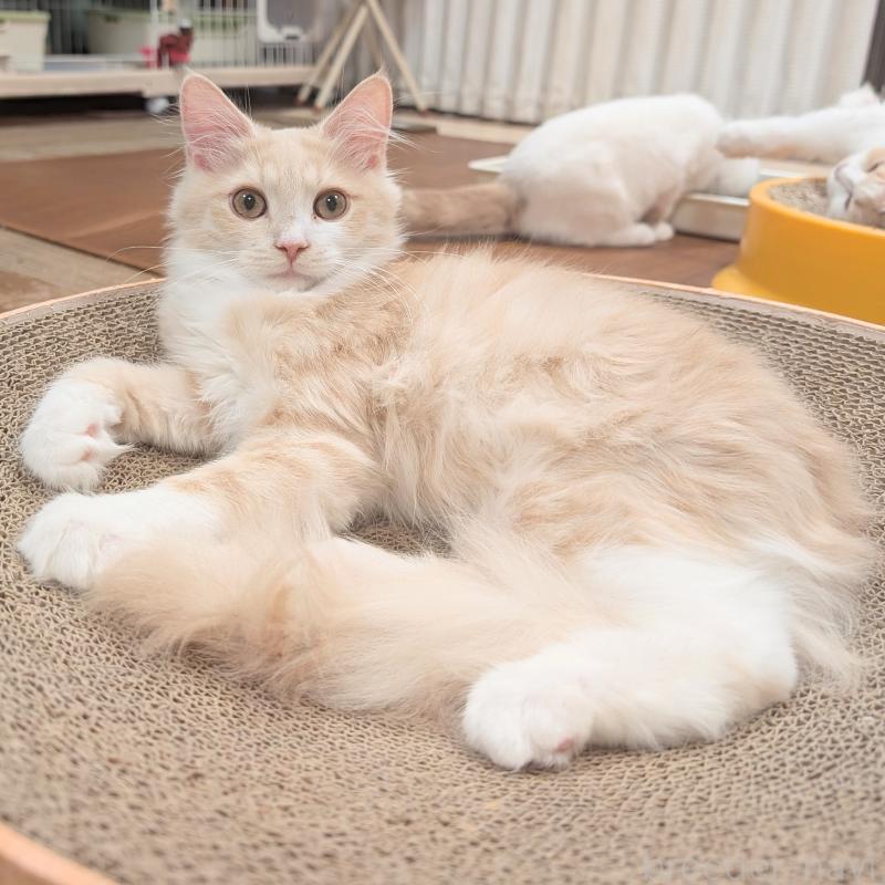 販売中の栃木県のマンチカン-131807の3枚目