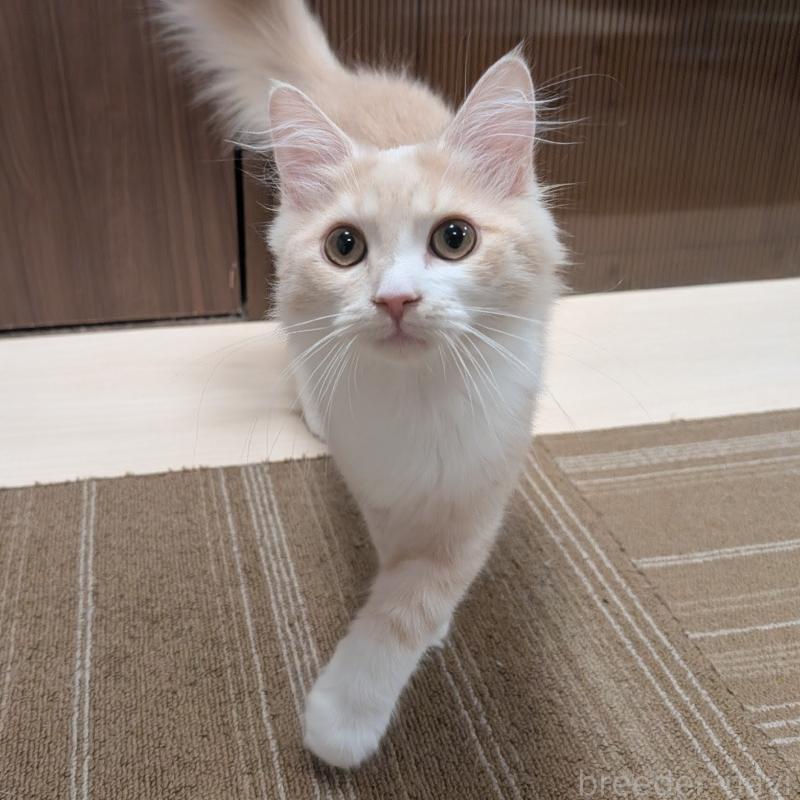 販売中の栃木県のマンチカン-131807の2枚目