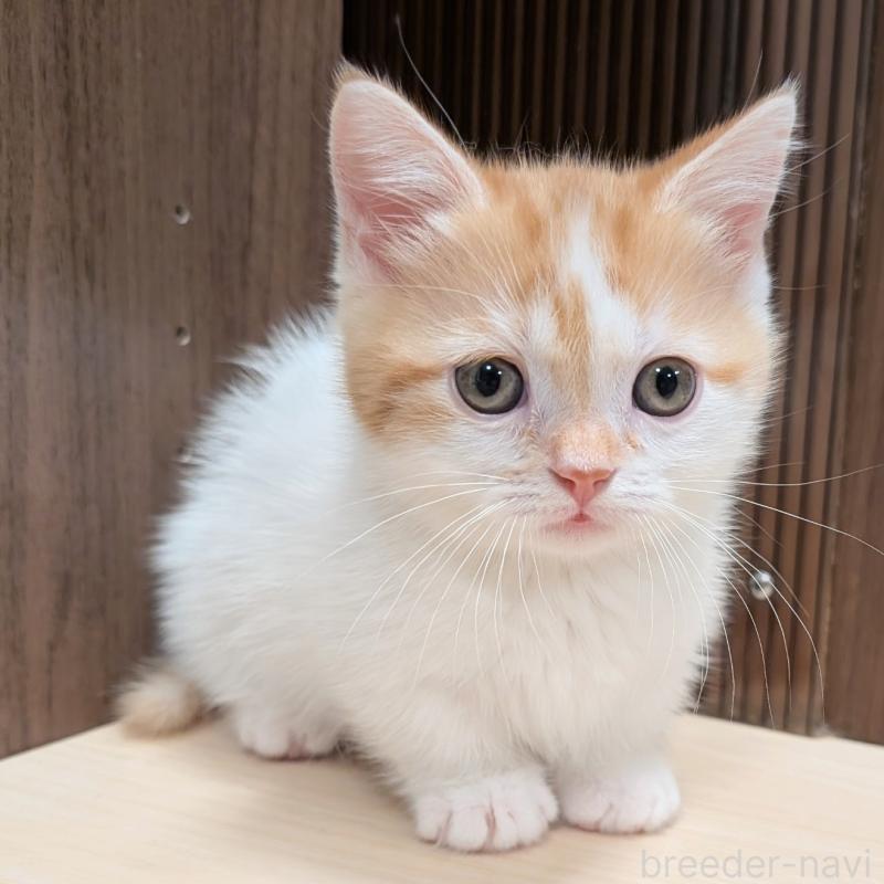 販売中の栃木県のミヌエット-131808の3枚目