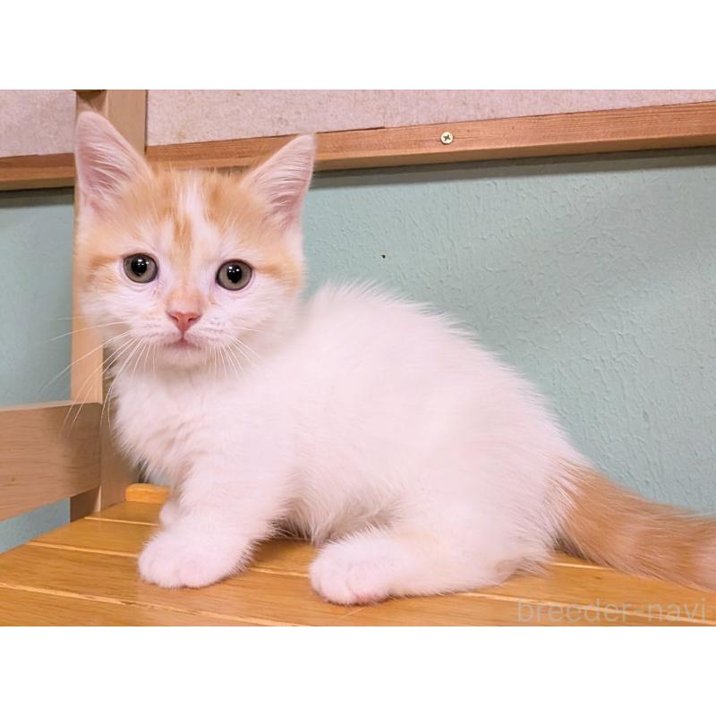 販売中の栃木県のミヌエット-131808の2枚目