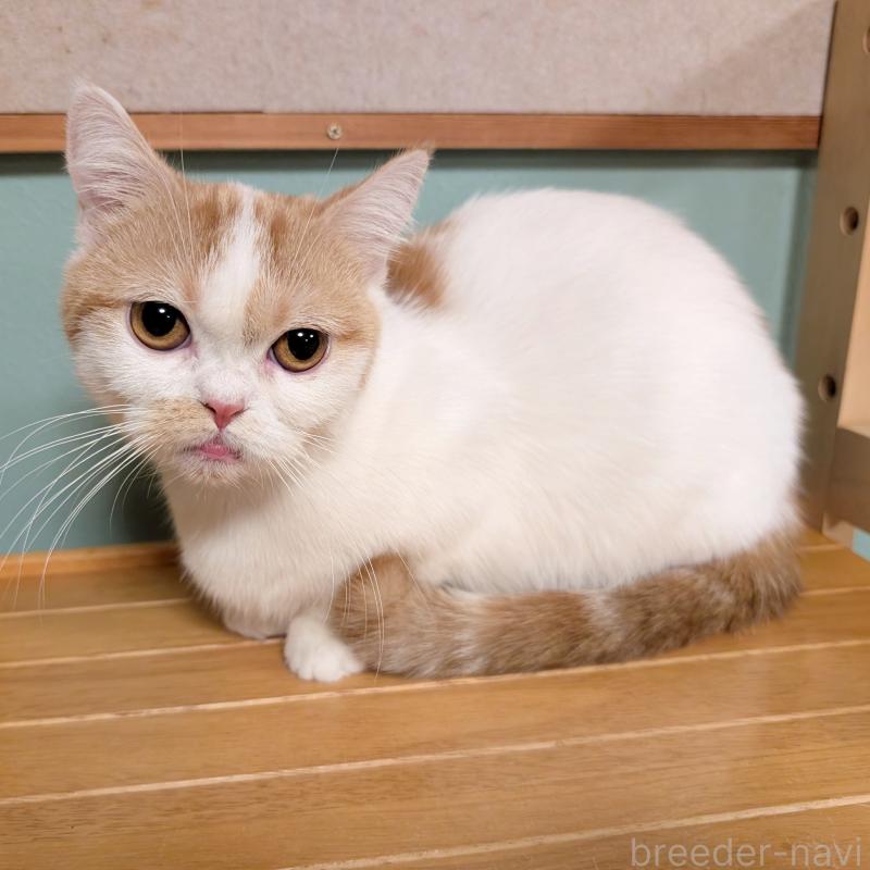 こむぎちゃん1枚目