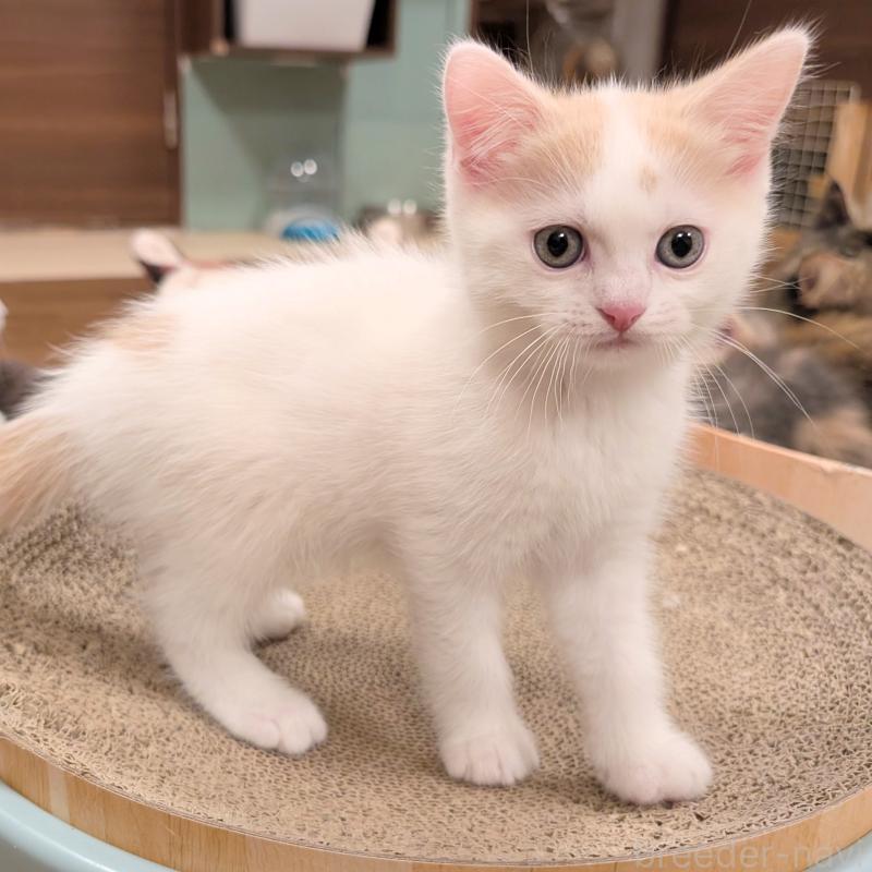 販売中の栃木県のミヌエット-131809