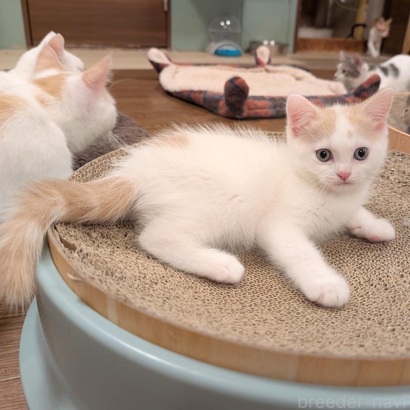 販売中の栃木県のミヌエット-131809の3枚目