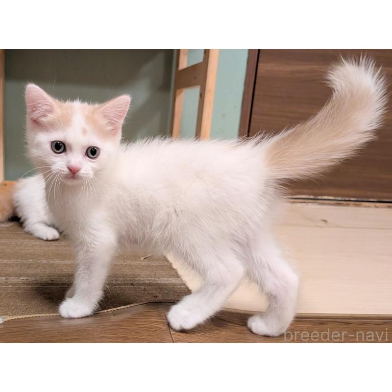 販売中の栃木県のミヌエット-131809の2枚目