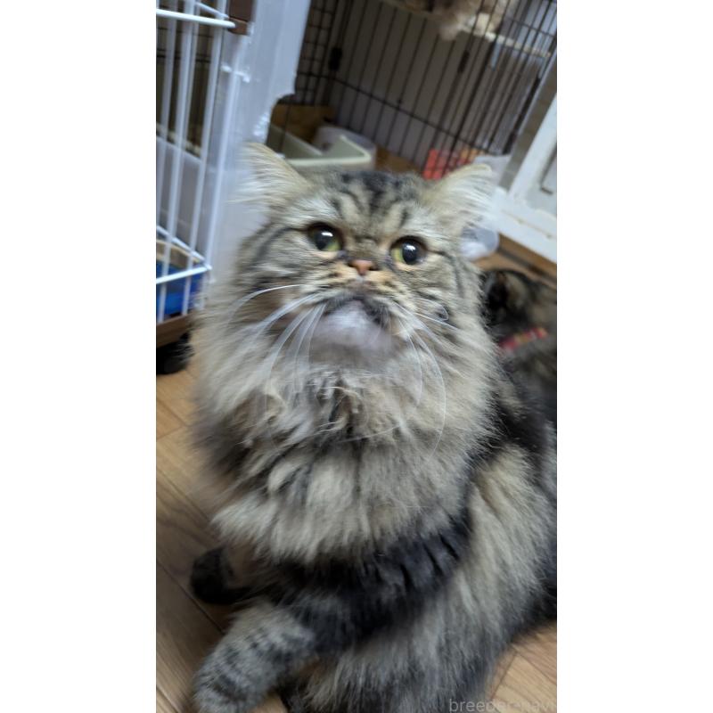 販売中の大阪府のミヌエット-81311の3枚目