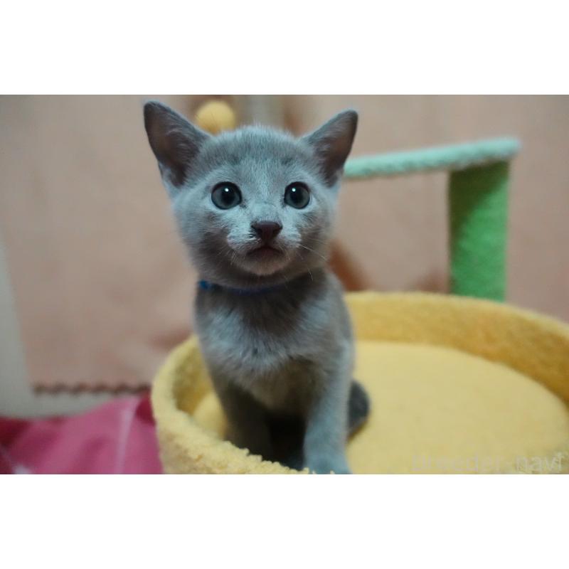 販売中の埼玉県のロシアンブルー-131732の10枚目