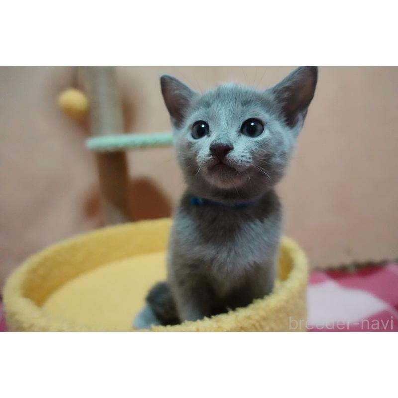 販売中の埼玉県のロシアンブルー-131732の9枚目