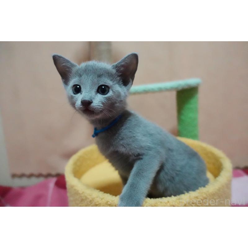 販売中の埼玉県のロシアンブルー-131732の8枚目